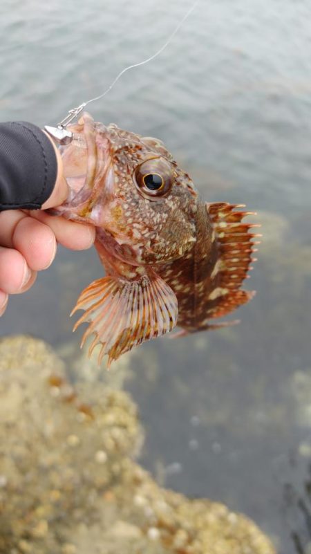 岬町ライトゲーム