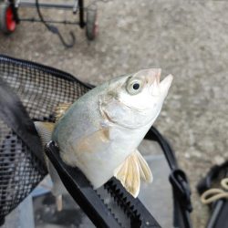 ワームで初めてのアナゴ