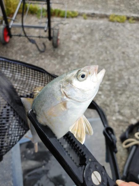 ワームで初めてのアナゴ