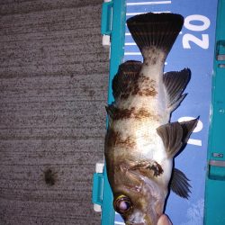 エギングとメバリング