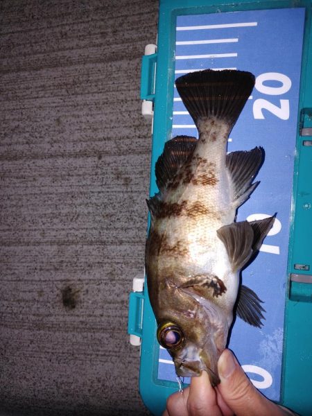 エギングとメバリング