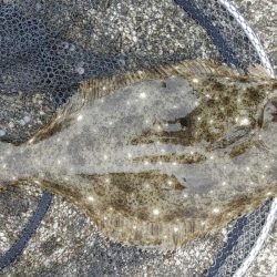 ヒラメ釣り、何じゃこれは!?