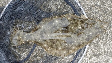 ヒラメ釣り、何じゃこれは!?