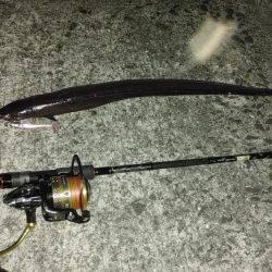鰻釣れた!!　ホントは引っ掛かった(苦笑)