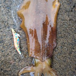 #アオリイカ2杯