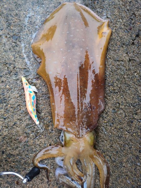 #アオリイカ2杯