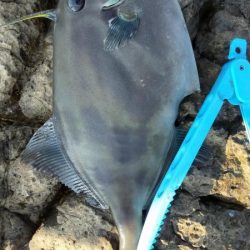 イサキの数釣り