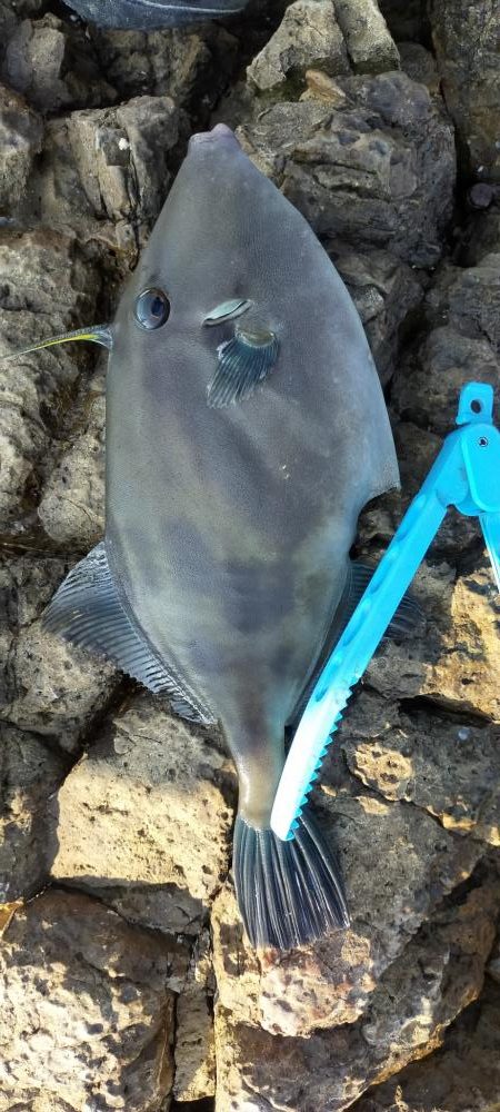 イサキの数釣り