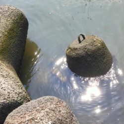 淀川テナガエビ釣り