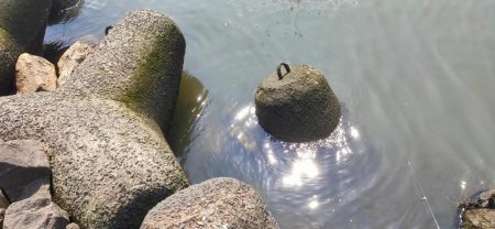 淀川テナガエビ釣り