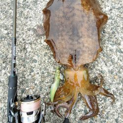 #アオリイカ2杯