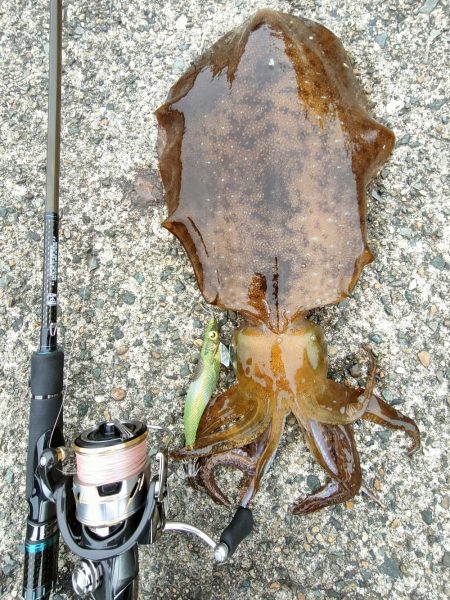 #アオリイカ2杯