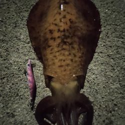 #アオリイカKgアップ3杯