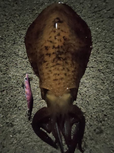 #アオリイカKgアップ3杯