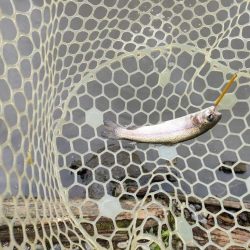 6月のトラウトはやっぱり渋いか!?