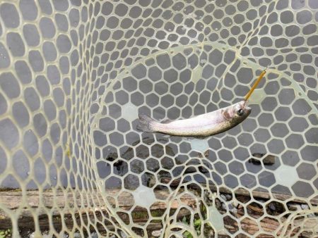 6月のトラウトはやっぱり渋いか!?