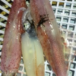 シロイカ上向き