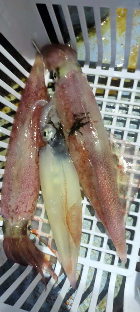 シロイカ上向き