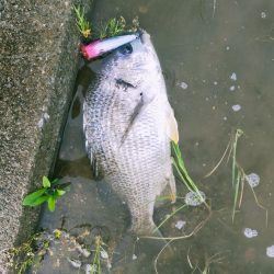 今年初トップキビレ