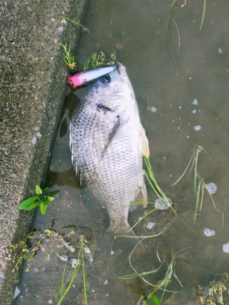 今年初トップキビレ