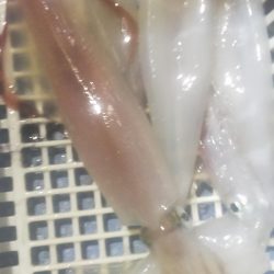 シロイカ好調続く