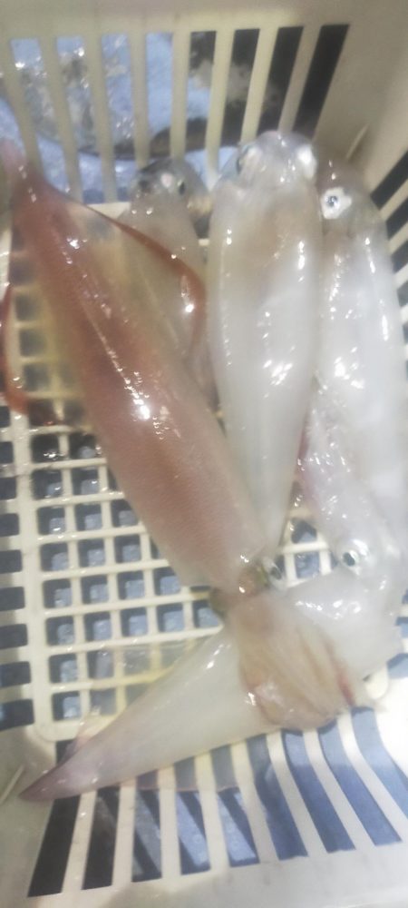 シロイカ好調続く