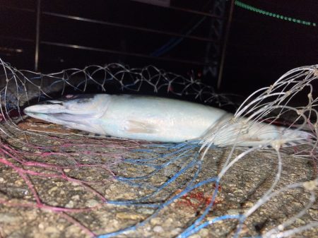 大サバ試し釣り