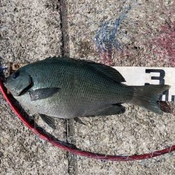 グレ狙い＆ファミリーフィッシング