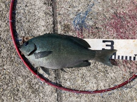 グレ狙い＆ファミリーフィッシング