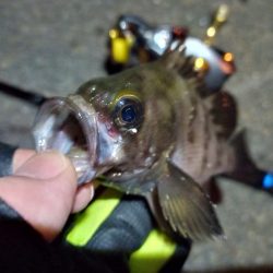 2022/05/31 南港ライトゲーム釣行