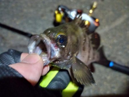 2022/05/31 南港ライトゲーム釣行