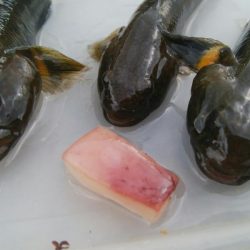 ハゼ釣り楽しいデス(^^)