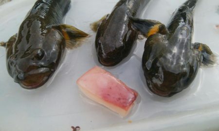 ハゼ釣り楽しいデス(^^)