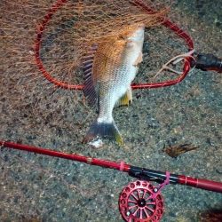 2022/06/02 南港ヘチ釣り釣行