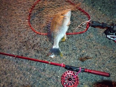 2022/06/02 南港ヘチ釣り釣行