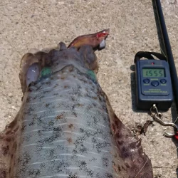 墨族釣果投稿(対馬)⑫