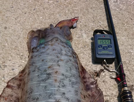 墨族釣果投稿(対馬)⑫