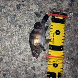 粘った!　釣った!!　小型だった!!!ーT＿T