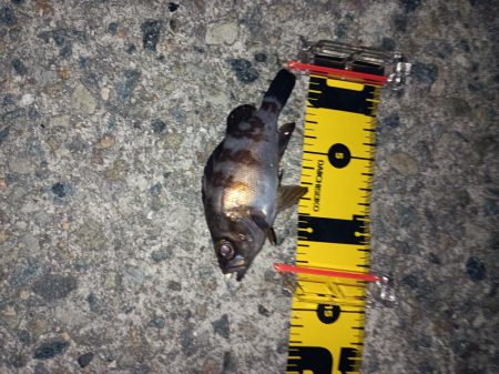 粘った!　釣った!!　小型だった!!!ーT＿T