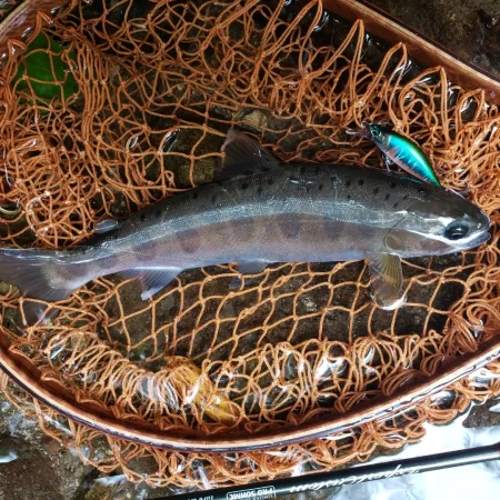 海破れて久々の川へ