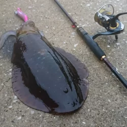 墨族釣果投稿(対馬)⑬