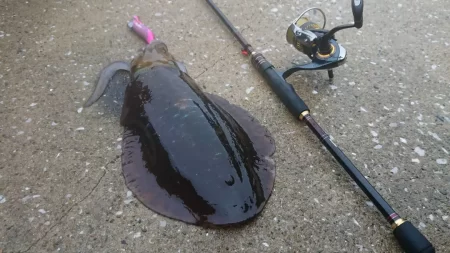 墨族釣果投稿(対馬)⑬