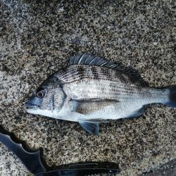 ファミリーフィッシング?