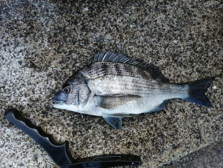 ファミリーフィッシング？