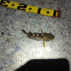 メバルも雨もぽつぽつと…