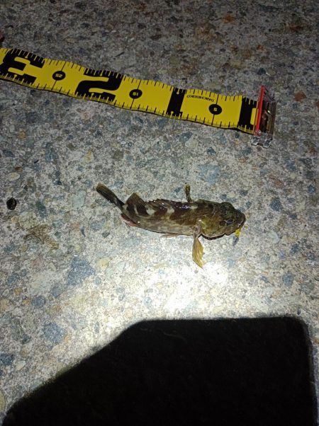 メバルも雨もぽつぽつと…