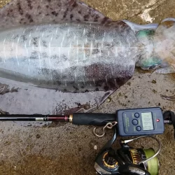 対馬釣果投稿③