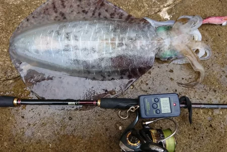 対馬釣果投稿③