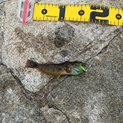 初のデイメバリング カサゴ多め