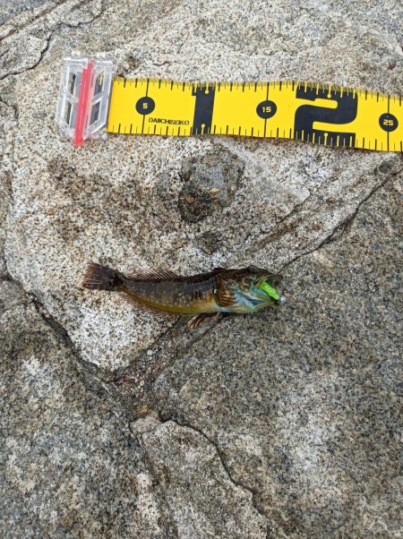 初のデイメバリング カサゴ多め